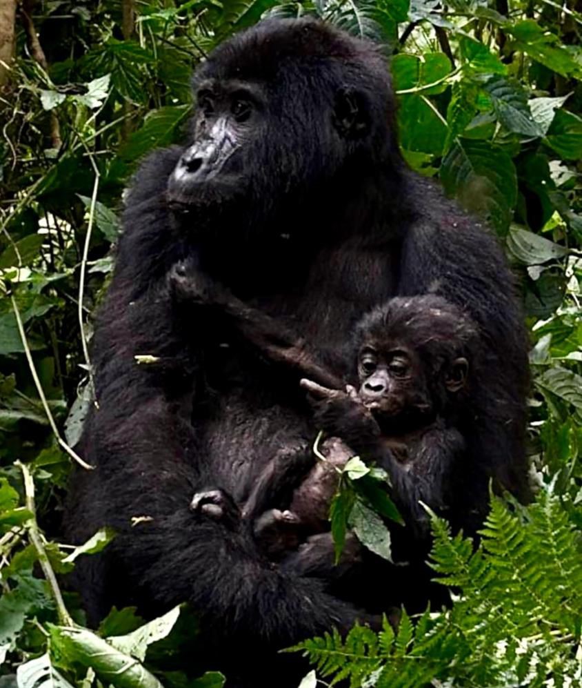 Gorilla Family